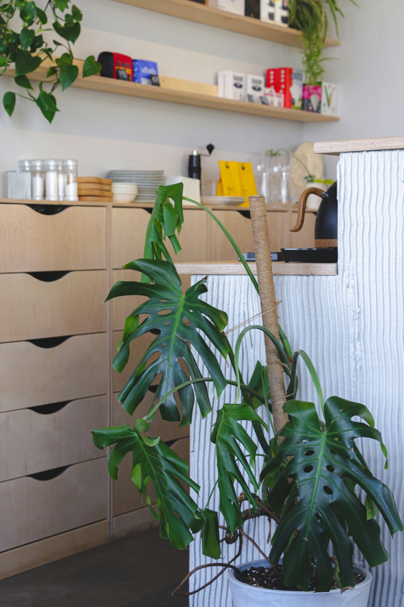 People collaborating in a bright modern office with plants and coffee