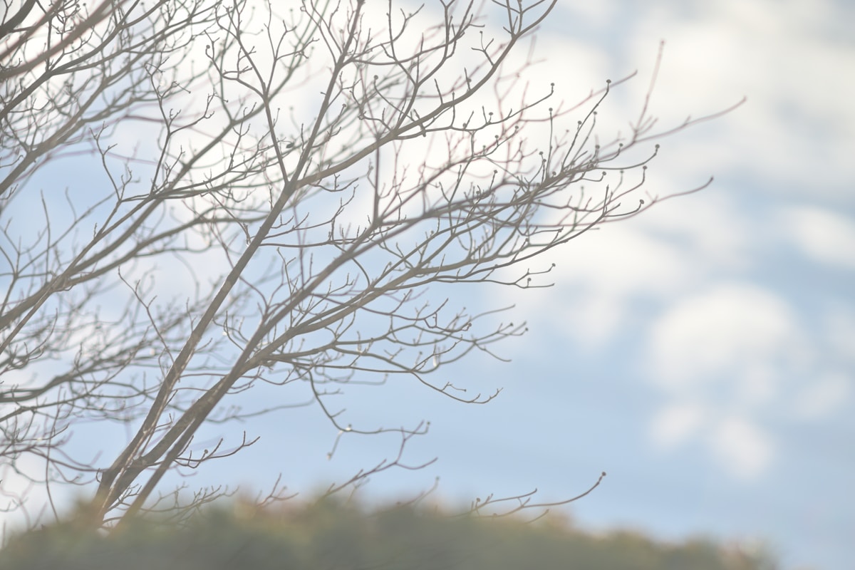 Bare tree branches against a cloudy sky