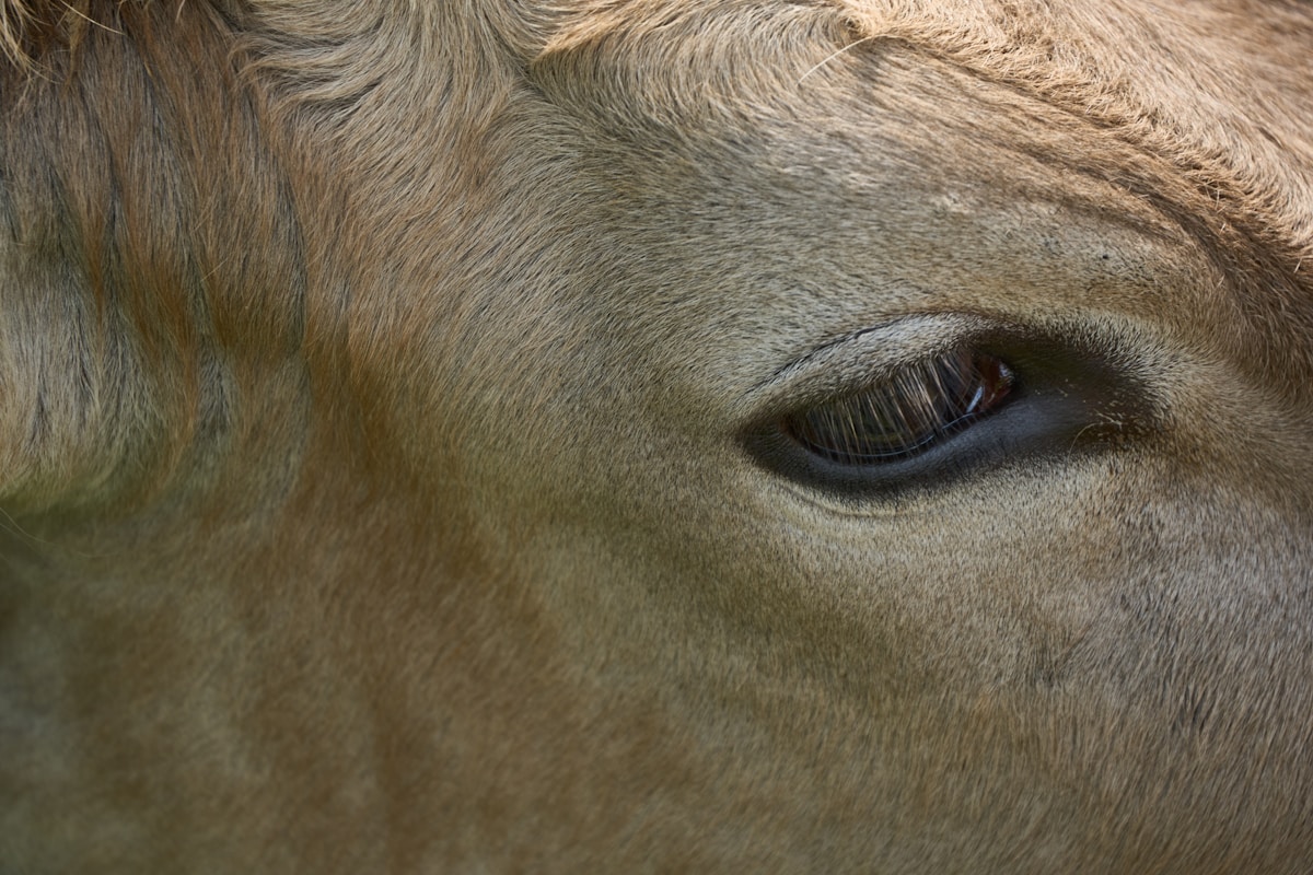a close up of a brown horse's eye
