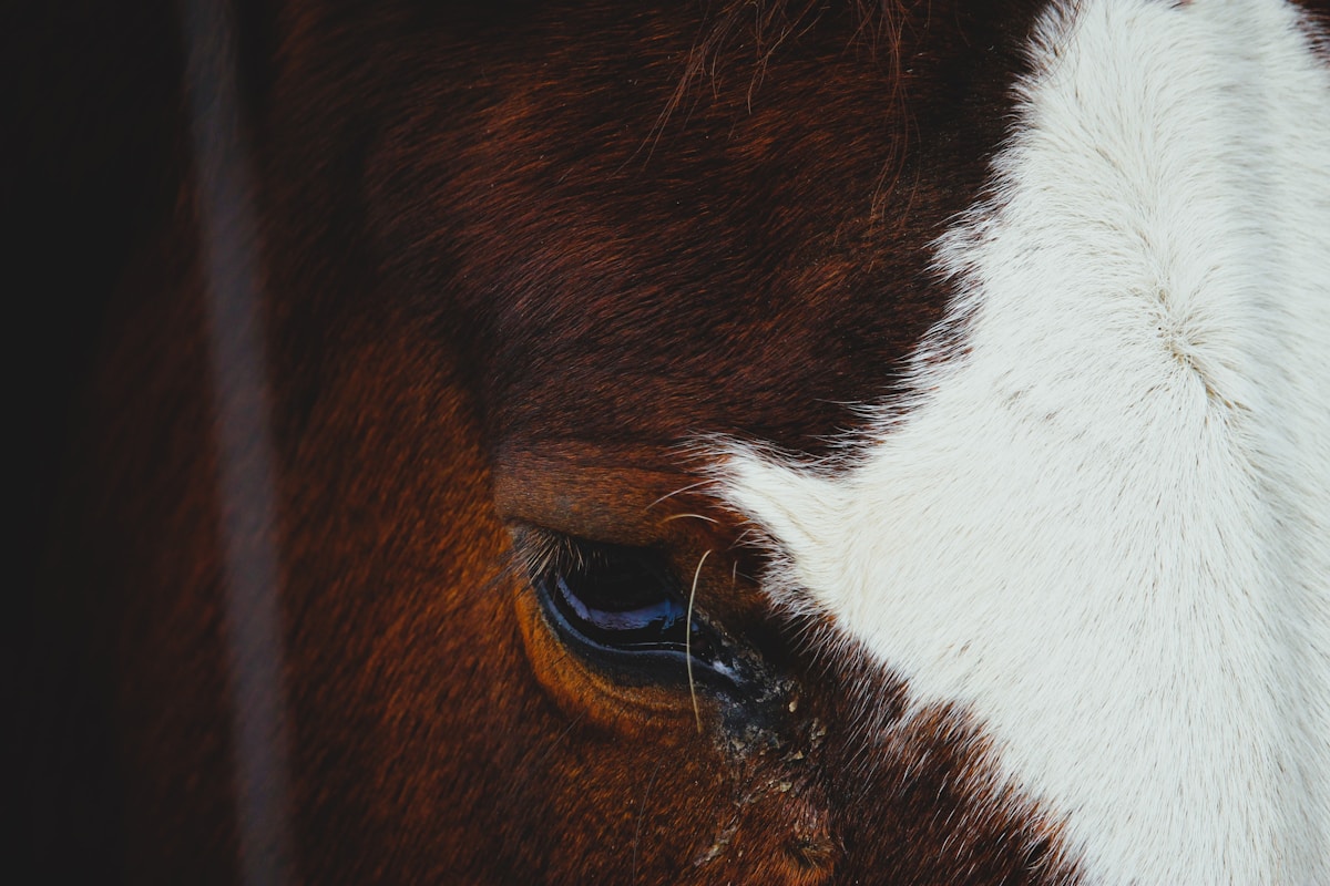 Close-up of a horse's brown eye and white marking