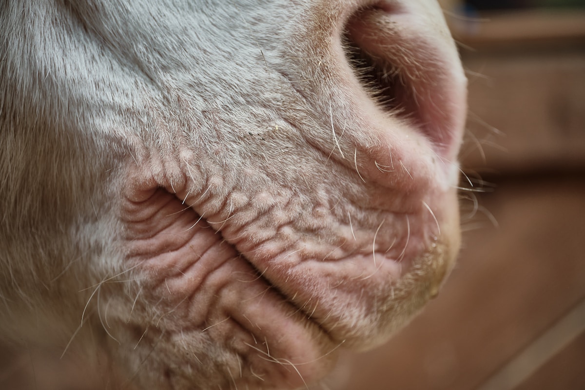 close up photo of mans face