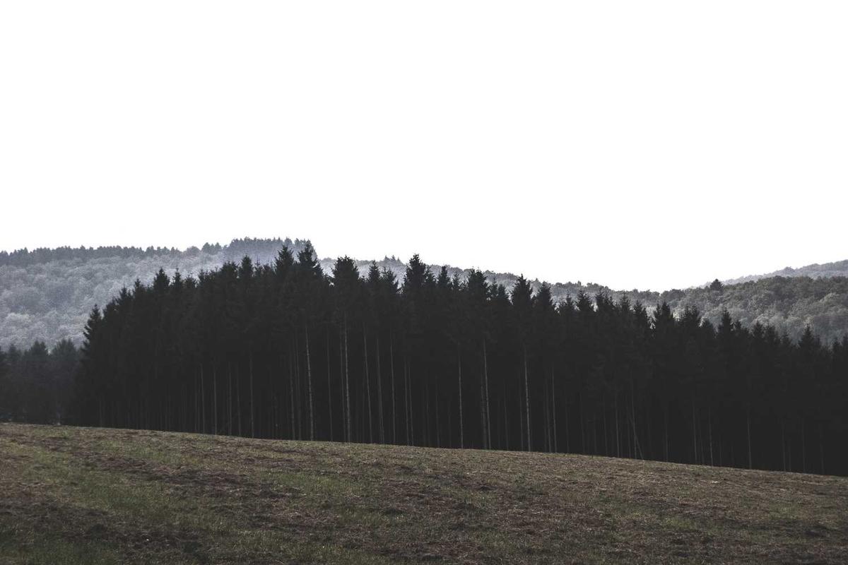 Champ et forêt dense sous un ciel nuageux.